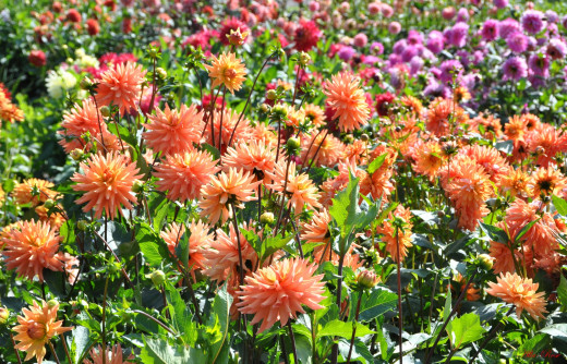 1228604 (a): :2500x1605